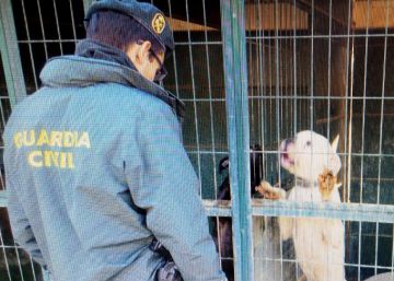 Seprona denuncia una associació per maltractar animals a les gosseres