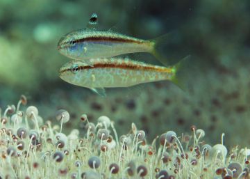 Peixos transgènere per culpa de l’escalfament global