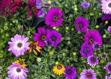 Cinc plantes amb flor que no se’t moriran aquesta primavera
