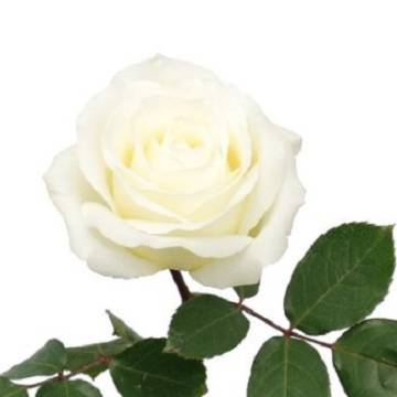 Cinc tipus de roses que triomfaran per Sant Jordi