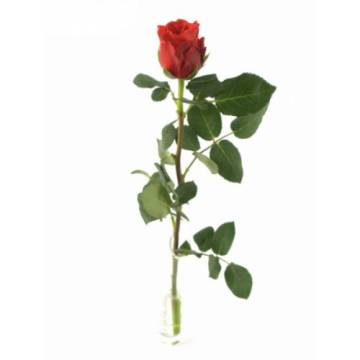 Cinc tipus de roses que triomfaran per Sant Jordi