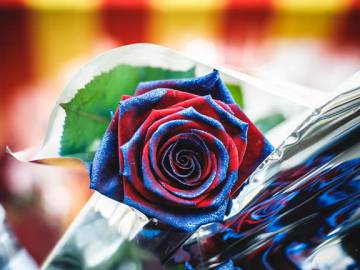 Cinc tipus de roses que triomfaran per Sant Jordi