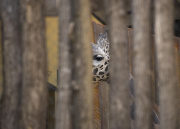 Un nou zoo és possible?
