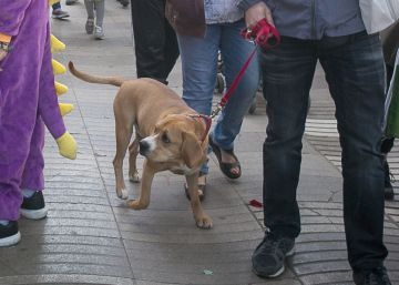 Fins a 750 euros de multa per no netejar els pixats de gos a Mataró Fins a 750 euros de multa per no netejar els pixats de gos a Mataró