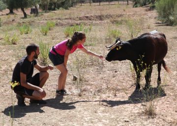 La vaca Margarita s’escapa de la mort La vaca Margarita s’escapa de la mort