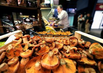 La calor i la sequera malmeten la temporada de bolets