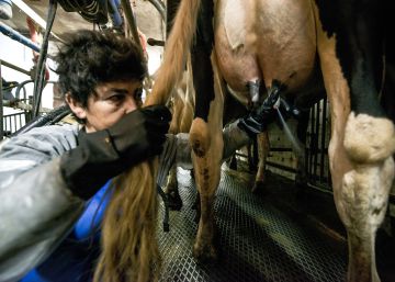 La vaca Rata