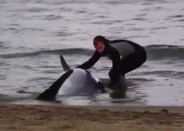 Un mosso fora de servei salva un dofí embarrancat al delta de l’Ebre