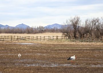 Els Aiguamolls de l’Empordà pateixen la pitjor sequera del segle