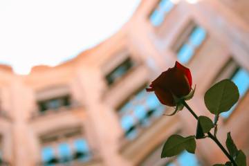Sant Jordi s’omple de cultura