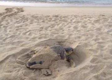 Una tortuga babaua fa el niu en una platja de Premià