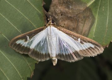 Una arna invasora devora les boixedes de Catalunya