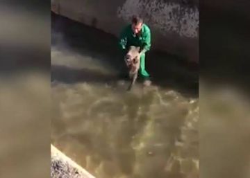 L’acusat de maltractar un senglar a Lleida paga una multa de 720 euros