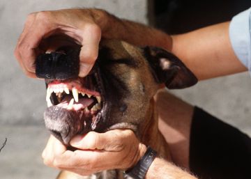 Tres pitbulls ataquen una dona i maten la seva gossa a Tarragona