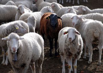 Arriba el llenguatge animalísticament correcte