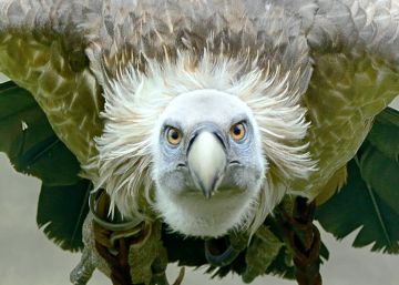 Les 11 espècies del nou Zoo de Barcelona