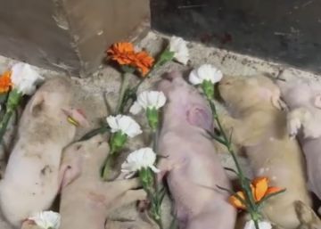 75 animalistes entren en una granja de porcs de Sant Antoni de Vilamajor
