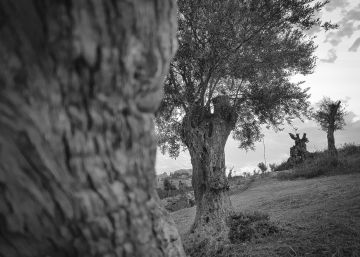 Oliveres, serps, Eivissa i més