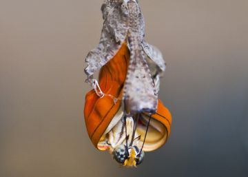 Maurice ‘l’Obscur’