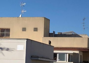 Deixar pasturar una cabra pel terrat de casa: 300 euros de multa