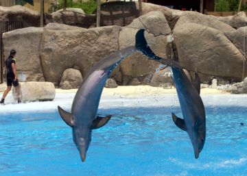 Multa de 800 euros a un parc aquàtic de Vila-seca per maltractar sis dofins