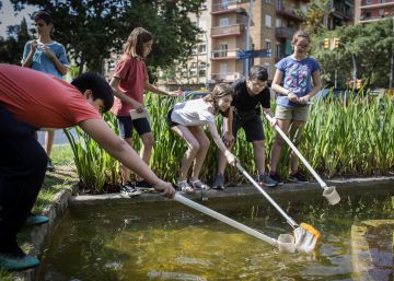 Els instituts de Barcelona declaren la guerra al mosquit tigre