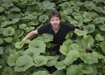 L’autèntic wasabi creix al Montseny