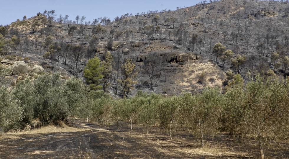 Zona calcinada a prop de Flix, a la Ribera d'Ebre, en el gran incendi forestal dels darrers dies de juny del 2019.