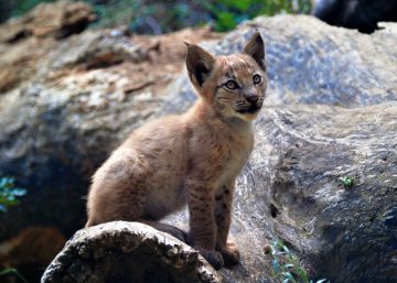 Neix el primer linx europeu al Pirineu català des de fa un segle