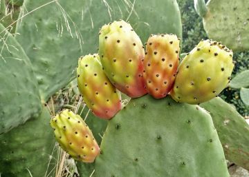 Figues de moro, paisatge trencat