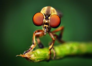 Musca domestica