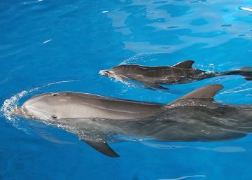 Mor l’Anak, la matriarca dels dofins del Zoo de Barcelona