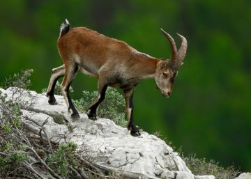 La població de cabres hispàniques salvatges al Montgrí passa de 6 a 250 en una dècada