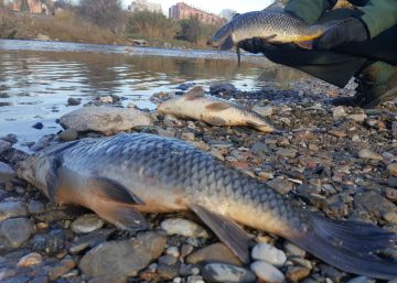 Els accessos al Parc Fluvial del Besòs es tornen a obrir aquest dimecres