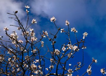Vida i mort dels ametllers florits