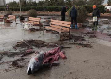 La Generalitat investiga l’origen de centenars de tonyines mortes aparegudes al delta de l’Ebre
