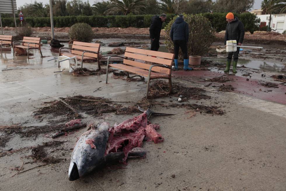 Una tonyina en un carrer del Delta de l'Ebre.