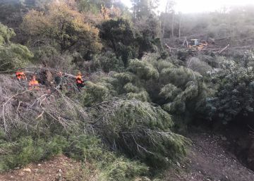 La tempesta va tombar un miler d’arbres a la serra de Collserola