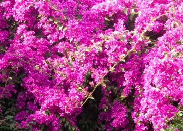 La mort i la primavera