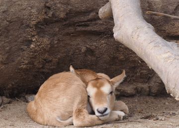 Els treballadors del Zoo de Barcelona, dividits per protegir els animals