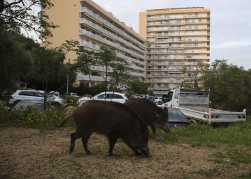 El “parany ecològic” del confinament per a molts animals