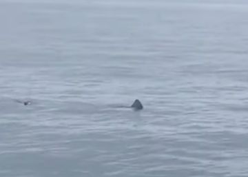 La primavera i la tranquil·litat de les aigües atreuen grans animals marins