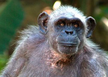 La Vieja, la ximpanzé més longeva d’Europa, mor al Zoo de Barcelona