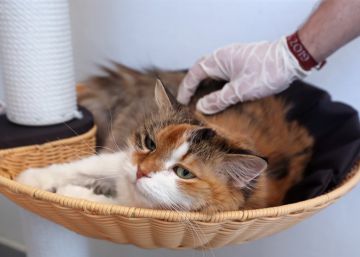 Detectat el primer gat infectat amb coronavirus a Espanya