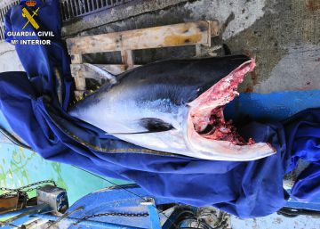 La Guàrdia Civil decomissa una tonyina vermella pescada sense permís a Arenys de Mar