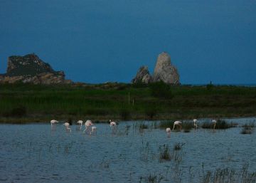 Els flamencs aprofiten la quarantena i s’instal·len a l’Empordà
