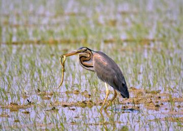 El festival de les aus del delta de l’Ebre no alçarà el vol aquest any