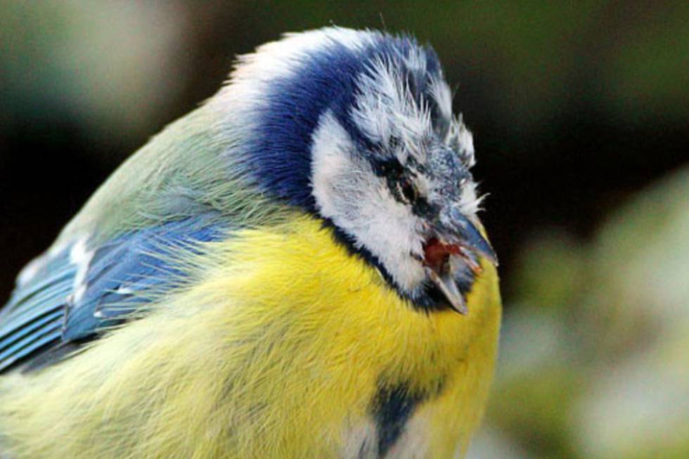 Mallerenga afectada per 'Suttonella ornithocola'.