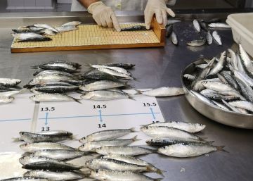 El 60% de sardines i anxoves del Mediterrani occidental porten microplàstics a l’intestí