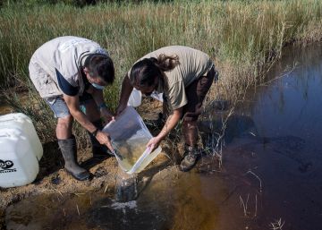 El Zoo de Barcelona allibera 267 peixos d’una espècie en perill d’extinció al Llobregat